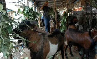  JELANG IDUL ADHA : Disnakan Perketat Pengawasan Sirkulasi Kambing dan Sapi