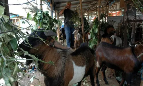  JELANG IDUL ADHA : Disnakan Perketat Pengawasan Sirkulasi Kambing dan Sapi