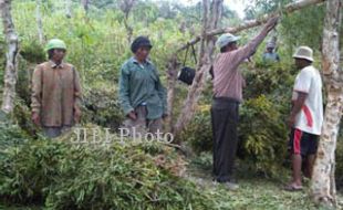 BENCANA KEKERINGAN : Tanaman Keras Dituding Jadi Biang Hilangnya Sumber Air