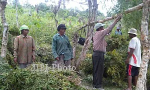 BENCANA KEKERINGAN : Tanaman Keras Dituding Jadi Biang Hilangnya Sumber Air