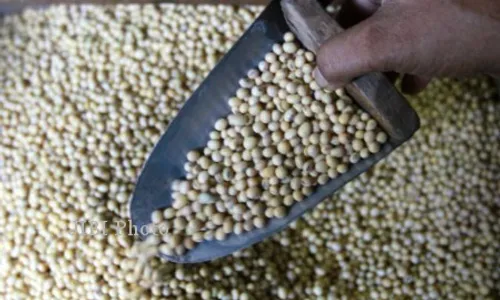 Harga Kedelai Ideal Adalah Rp7.000 Per Kilogram