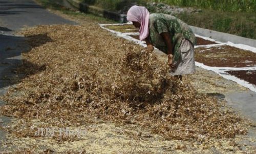 KORUPSI KEDELAI : Bantuan Rp8 Miliar untuk Genjot Produksi Kedelai