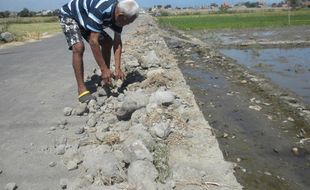  PEMBANGUNAN PERUMAHAN : Sawah Teruruk Material, Petani Mengeluh