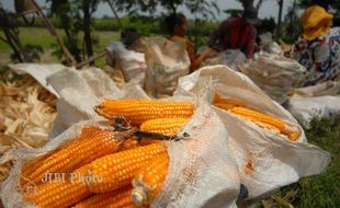  PANEN JAGUNG : Petani Jagung di Tulung Klaten Masuki Masa Panen