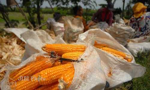  PANEN JAGUNG : Petani Jagung di Tulung Klaten Masuki Masa Panen