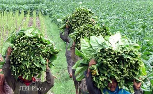 Petani Tembakau DIY Gugat Forum Jogja Sehat Tanpa Tembakau