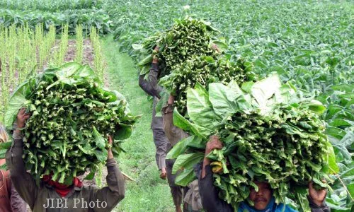 Petani Tembakau DIY Gugat Forum Jogja Sehat Tanpa Tembakau