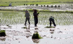 PERTANIAN BANTUL : BKPPP Imbau Petani Perbaiki Saluran Air