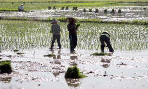 Si Denok, Varietas Hasil Tenaga Nuklir Siap Ditanam