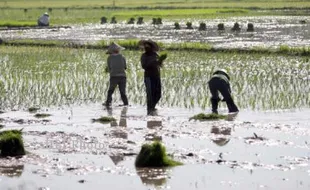 PERTANIAN GUNUNGKIDUL : Bulir Lebih Banyak, Petani Lirik Bibit Sembada