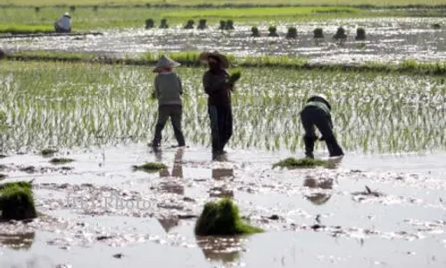 PERTANIAN KULONPROGO : Petani Banjaroya Berharap Dana Desa untuk Buat Saluran Air