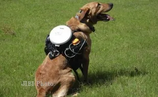 Ransel Ini Kendalikan Anjing dari Jarak Jauh