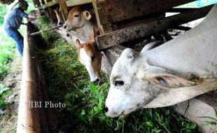 Awas, Rumput Kotor Abu Vulkanik Berbahaya untuk Ternak