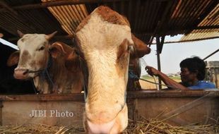 PENCURIAN TERNAK : Maling Bermodus Menyembelih Sapi di Kandang Gegerkan Gunungkidul