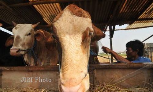 PENCURIAN TERNAK : Maling Bermodus Menyembelih Sapi di Kandang Gegerkan Gunungkidul