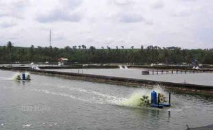 PENERTIBAN TAMBAK UDANG : Tahun Ini Tambak Udang di Bantul Ditutup