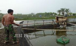 TAMBAK UDANG BANTUL : DPRD Minta Penutupan Jangan Pilih Kasih