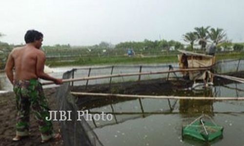 TAMBAK UDANG TRISIK : Pemkab Lamban Tangani Tambak Bermasalah