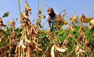 KRISIS KEDELAI : Kementerian Pertanian Ingin Tambah 1/2 Juta Hektare Lahan Kedelai