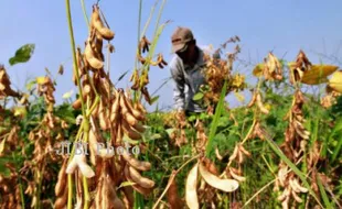 BPTP DIY Kenalkan Varietas Baru Kedelai pada Petani Bantul