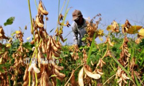 BPTP DIY Kenalkan Varietas Baru Kedelai pada Petani Bantul