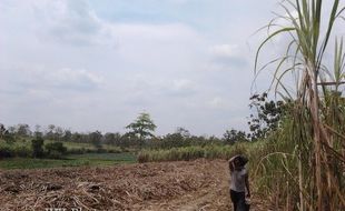  HARGA TEBU : Harga Kian Merosot, Petani Tebu Was-Was