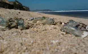 Waspada, Ubur-Ubur Kembali Menepi di Pantai Gunungkidul