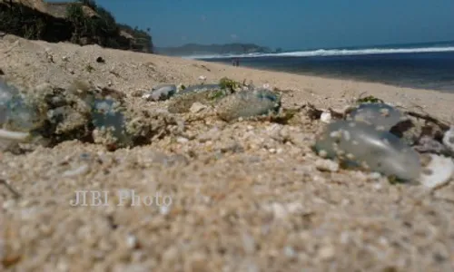 Waspada, Ubur-Ubur Kembali Menepi di Pantai Gunungkidul