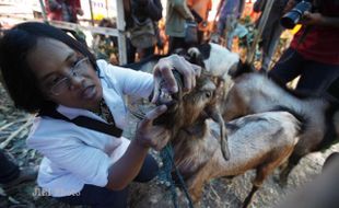 IDUL ADHA 2013 : Dinas Pertanian Solo Temukan Kambing Berpenyakit