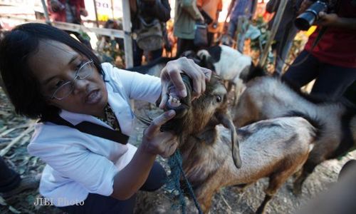 IDUL ADHA 2013 : Dinas Pertanian Solo Temukan Kambing Berpenyakit