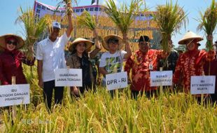 PANEN RAYA PADI : Pemkab Sukoharjo Perkenalkan Pupuk Organik dari Limbah Ciu