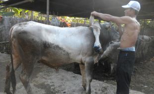 SAPI KAKI LIMA