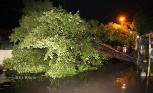 Pohon Tumbang di Kebun Raya Bogor Tewaskan 4 Orang, 21 Luka-Luka