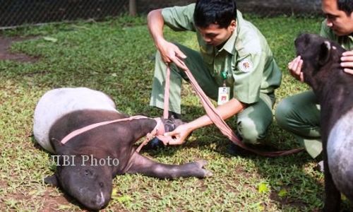 KAKI PALSU UNTUK TAPIR