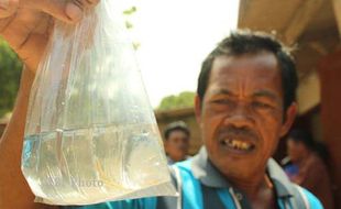 PERIKANAN GUNUNGKIDUL : Budidaya Ikan Sidat Ternyata Mudah, Ini Tipsnya