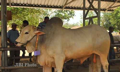 KONTES SAPI : Dihargai Rp50 Juta, Bagong Jadi Perhatian