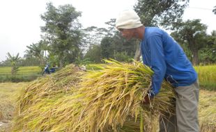 Produksi Padi merosot, Sleman Tetap Surplus