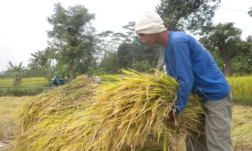 SWASEMBADA PANGAN DALAM DUA TAHUN : Bantul Suplai Beras ke Jogja dan Gunungkidul