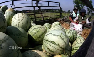 PERTANIAN WONOGIRI : Kemarau, Petani Pule Pilih Tanam Semangka