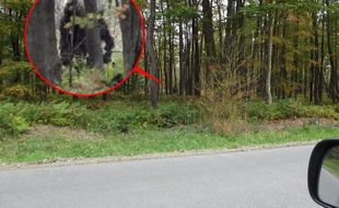 Penebang Kayu Rekam Bigfoot di Hutan Pennsylvania