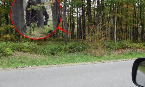 Penebang Kayu Rekam Bigfoot di Hutan Pennsylvania