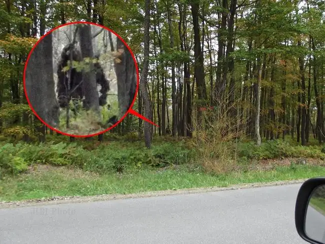 Penebang Kayu Rekam Bigfoot di Hutan Pennsylvania - Espos.id