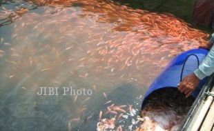 Musim Hujan, Kelompok Tani Pembudidaya Ikan Panen Keuntungan