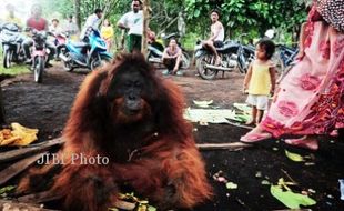 DI PERKEBUNAN, ORANGUTAN MATI