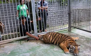 EVAKUASI HARIMAU SUMATERA