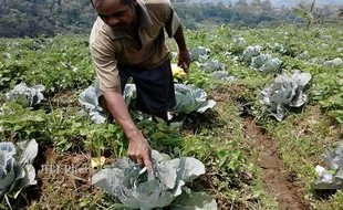   HAMA ULAT : Tanaman Diserang Ulat, Petani Sayur Tawangmangu Kelabakan