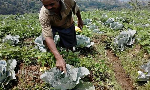   HAMA ULAT : Tanaman Diserang Ulat, Petani Sayur Tawangmangu Kelabakan