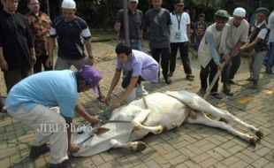 LATIHAN SEMBELIH HEWAN KURBAN