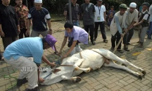 Kemenag Kulonprogo Imbau Penyembelihan Hewan Kurban Serentak Minggu