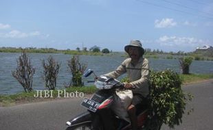 GELOMBANG TINGGI : Ratusan Hektare Lahan Pertanian Rusak Tergenang Air Laut